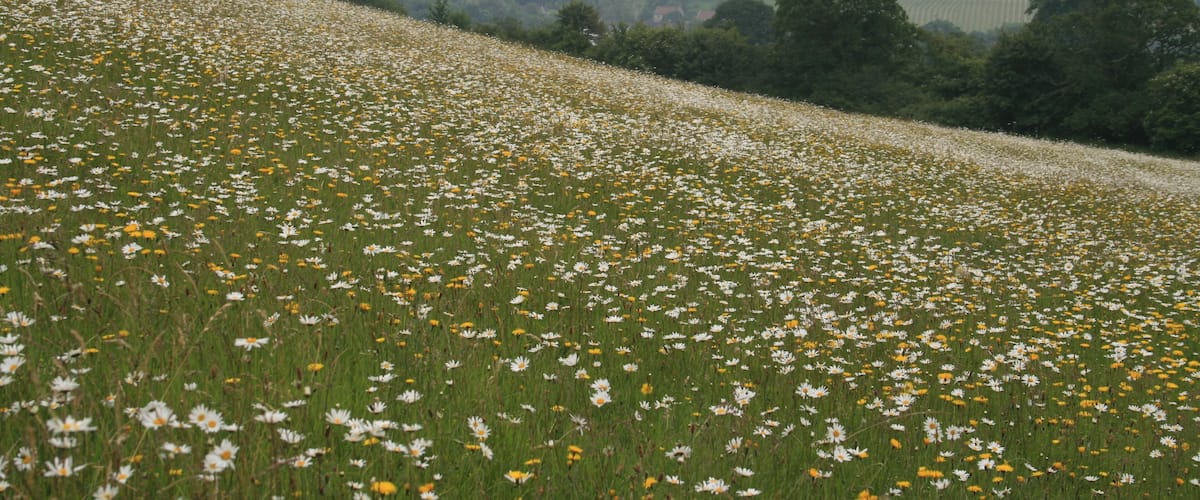 A field of daisies with rolling hills in the background.