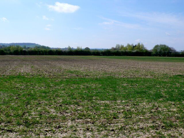 Fields near Tintinhull This field is on the northern edge of the square and only the nearest part of the field is in the square. In the background is Ham Hill