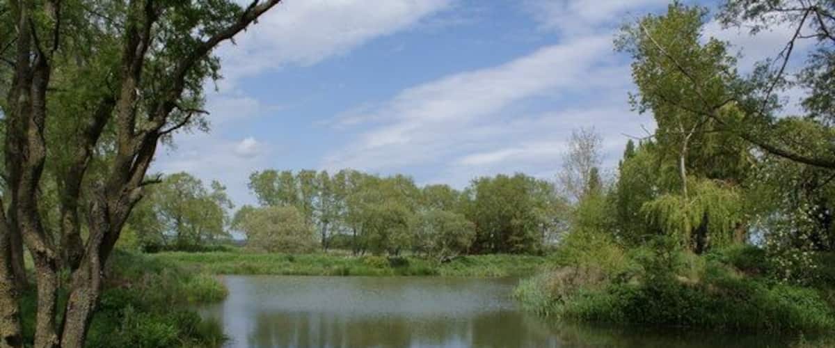 A calm pond surrounded by lush greenery and trees.