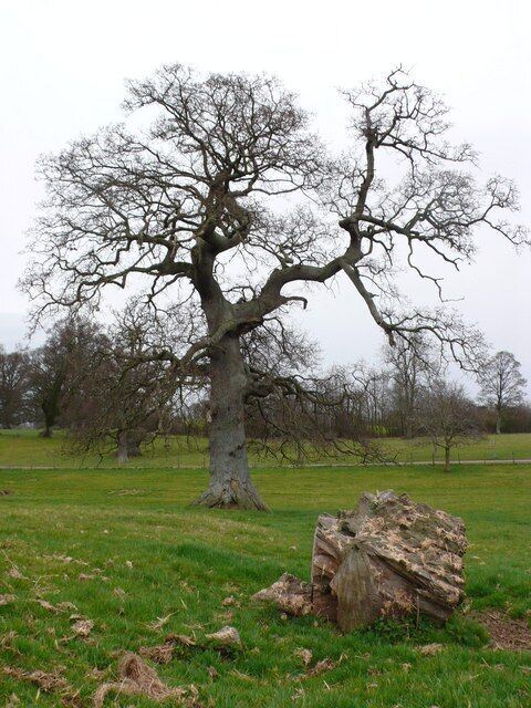 Hazelgrove House Park This oak tree is in the park of Hazelgrove House which is now a school. The drive from the A303 to the school can be seen in the background