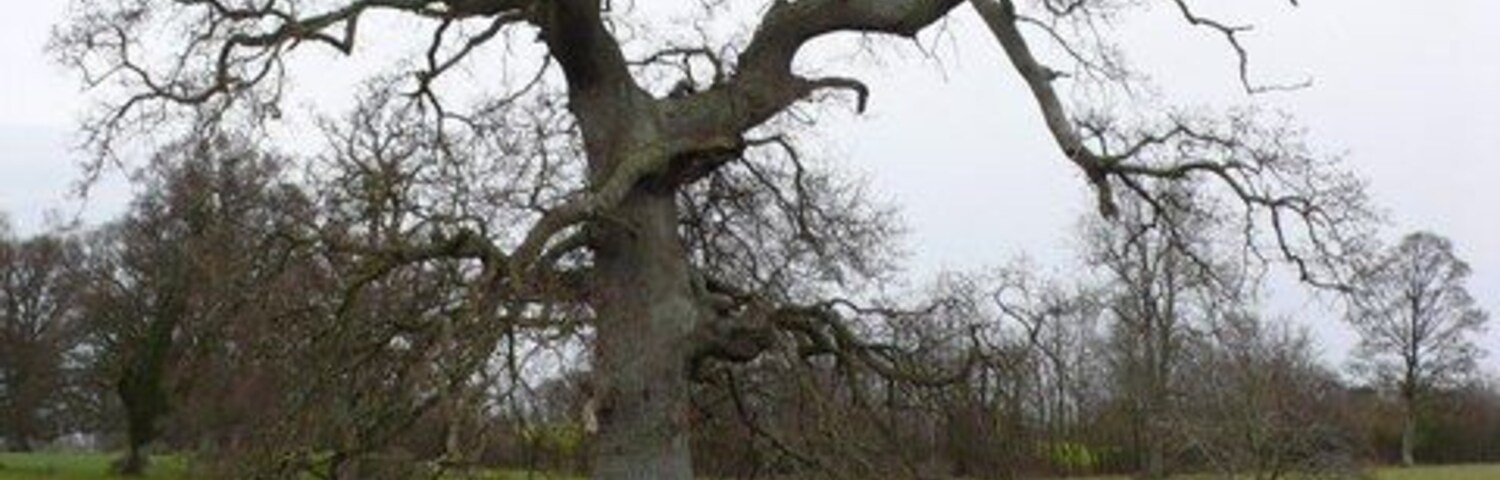 Un árbol sin hojas en un campo cubierto de hierba, con un tronco caído cerca.