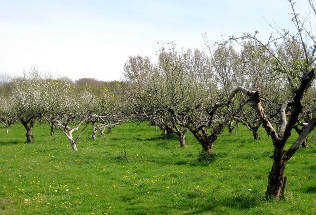 Apple orchard There were rows and rows of trees just on the point of bursting into leaf and flower on the hill between Halstock and Adam's Green. Note the windbreak of poplar trees in the background.