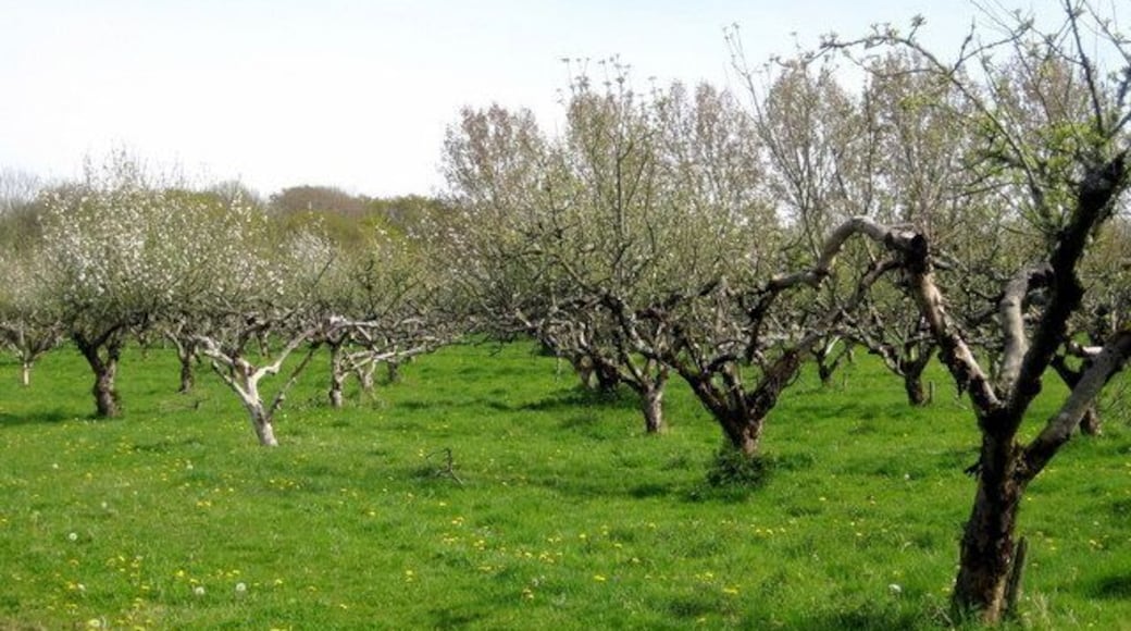 Apple orchard There were rows and rows of trees just on the point of bursting into leaf and flower on the hill between Halstock and Adam's Green. Note the windbreak of poplar trees in the background.