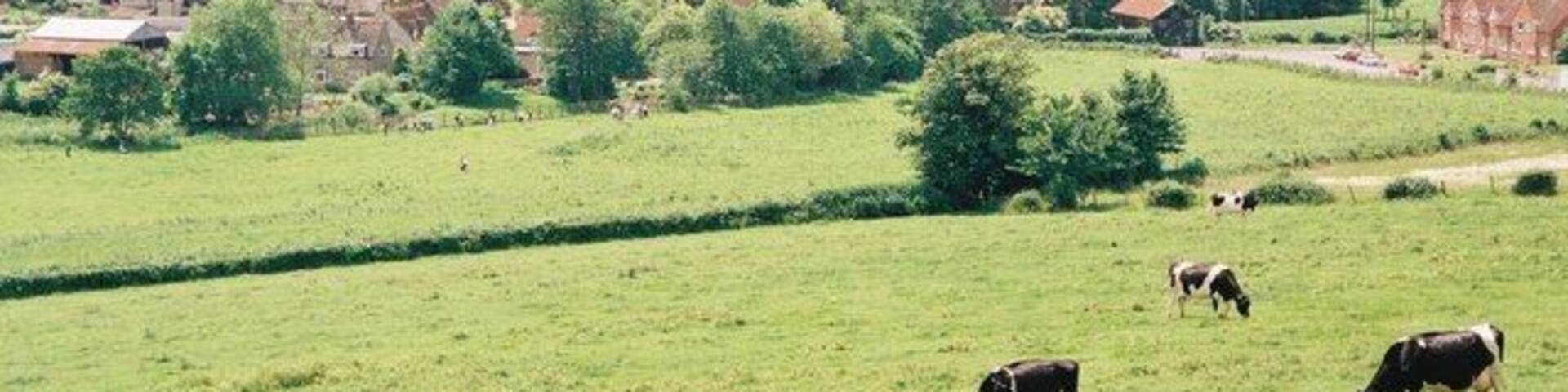 Paisaje rural con vacas pastando, una torre de iglesia y casas dispersas.