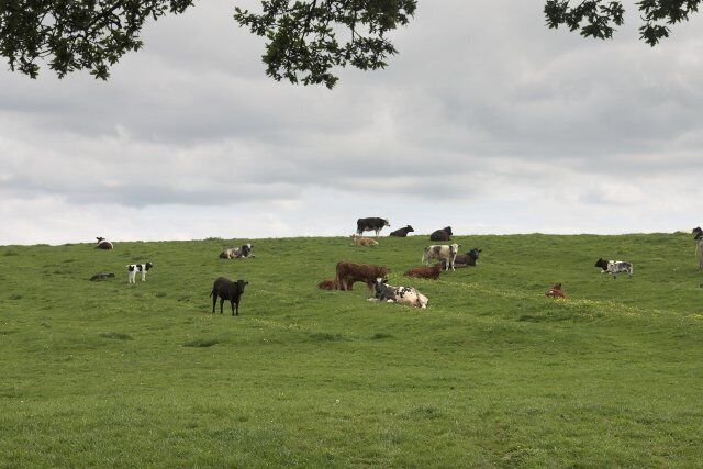 A grassy field with cows grazing under a cloudy sky.