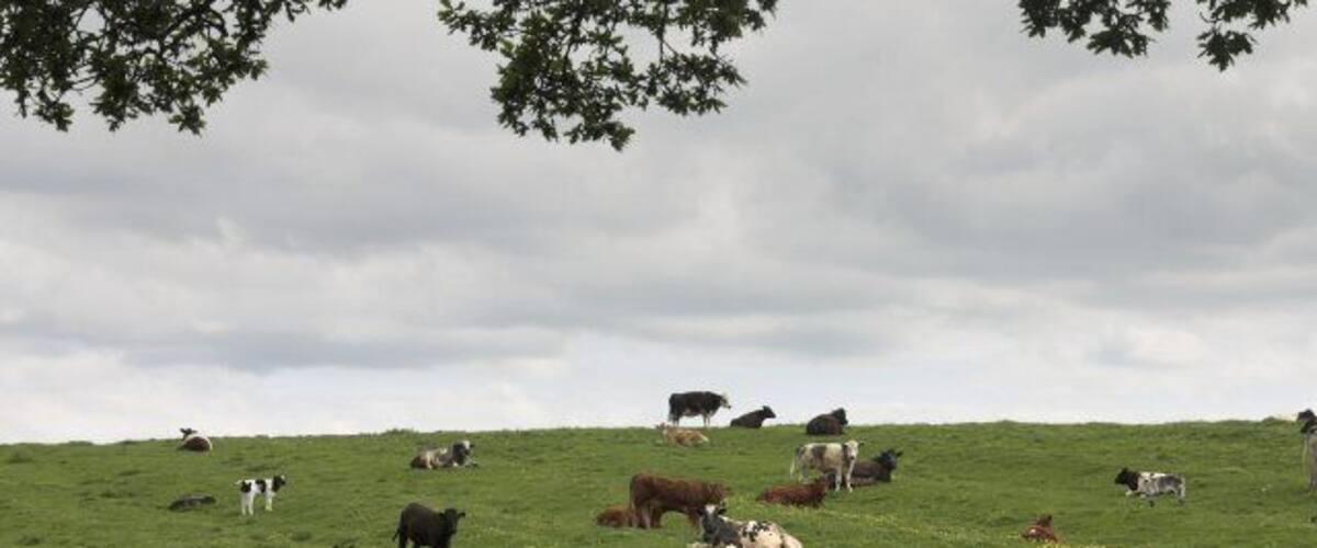 A grassy field with cows grazing under a cloudy sky.