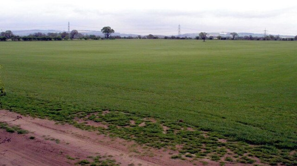 A Crop of Grass, Everingham, East Riding of Yorkshire, England. Many of the fields around here seem to grow grass for turf manufacture. The soil is very fine and sandy.