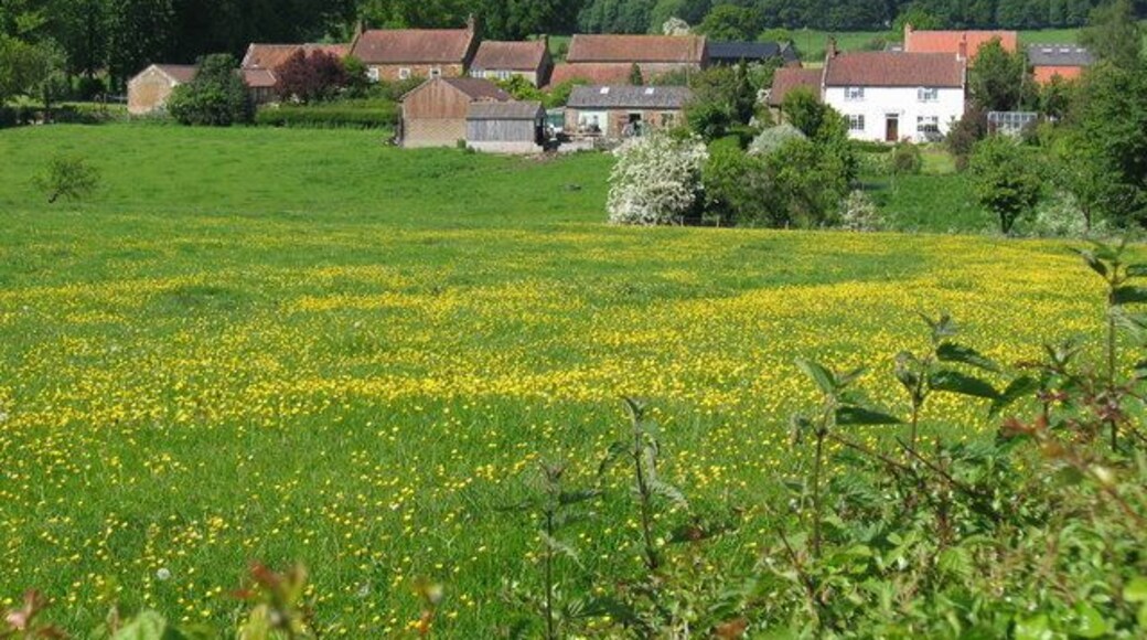 Stearsby - West. Looking north to the west side of Stearsby on the east edge of the grid square.