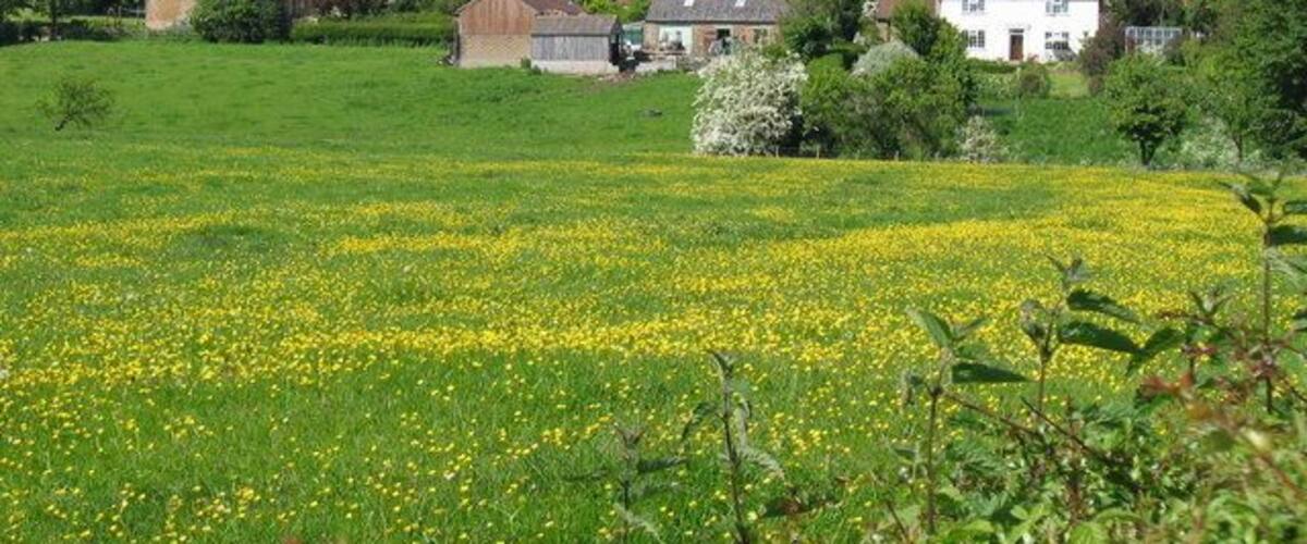 A rural landscape with a field of yellow flowers, green grass, and houses in the background.