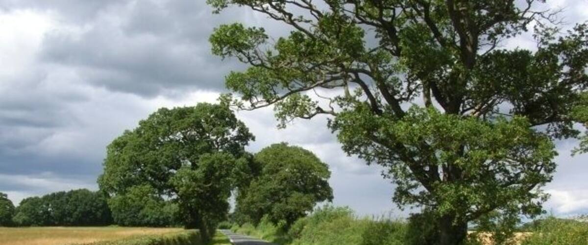 A rural road flanked by trees and hedges under a cloudy sky.