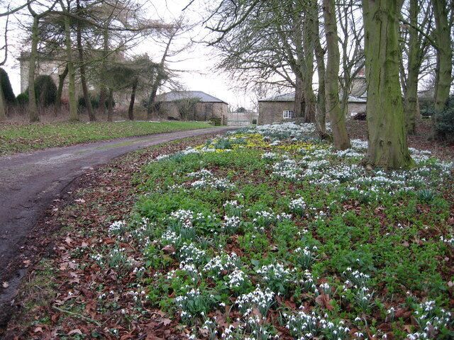 Snowdrops & aconites behind All Saints Church, Brandsby