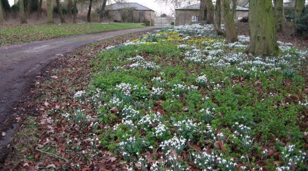 Snowdrops & aconites behind All Saints Church, Brandsby