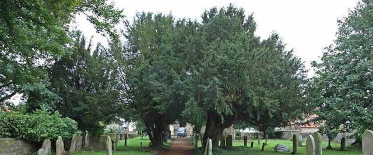 A cemetery with a gravel path, gravestones, and large trees.
