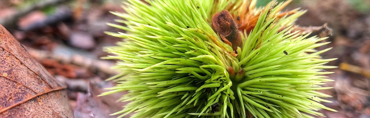 Situated in the grounds of Castle Howard are Ray Woods.
There are lots of different paths and walkways to explore, itâs a great place for an autumn walk. This is a picture of a fallen horse chestnut ( or conker ) before it opens up.
