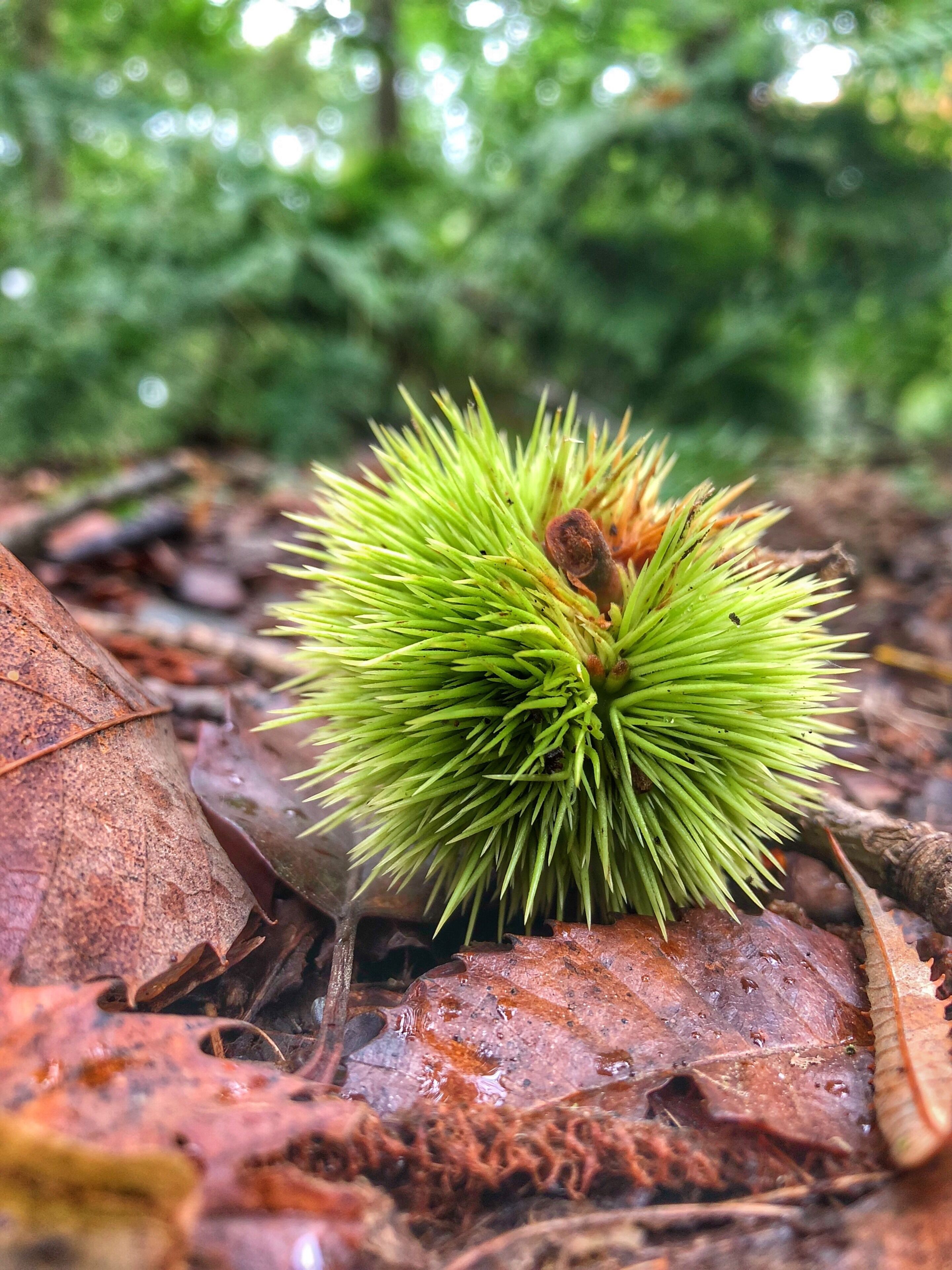 A green spiky plant with a brown center on a forest floor covered with brown leaves.