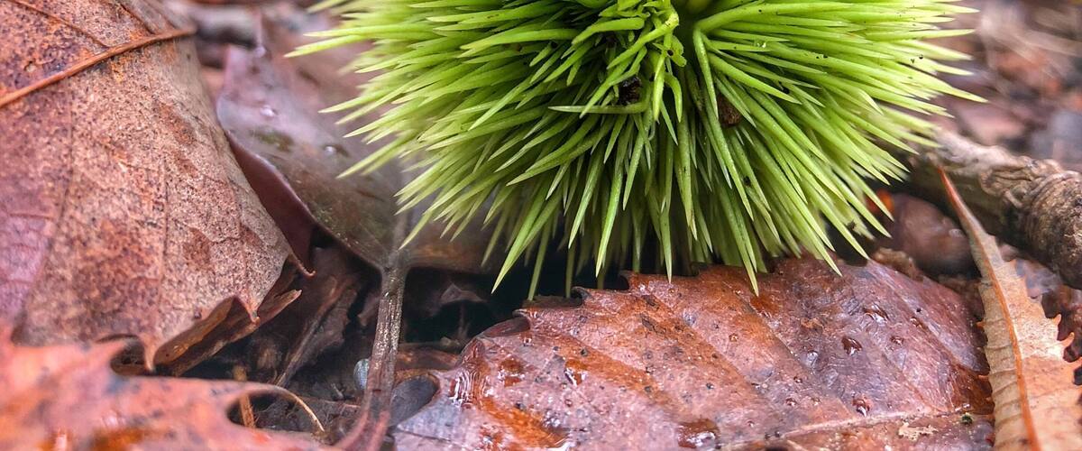 A green spiky plant with a brown center on a forest floor covered with brown leaves.