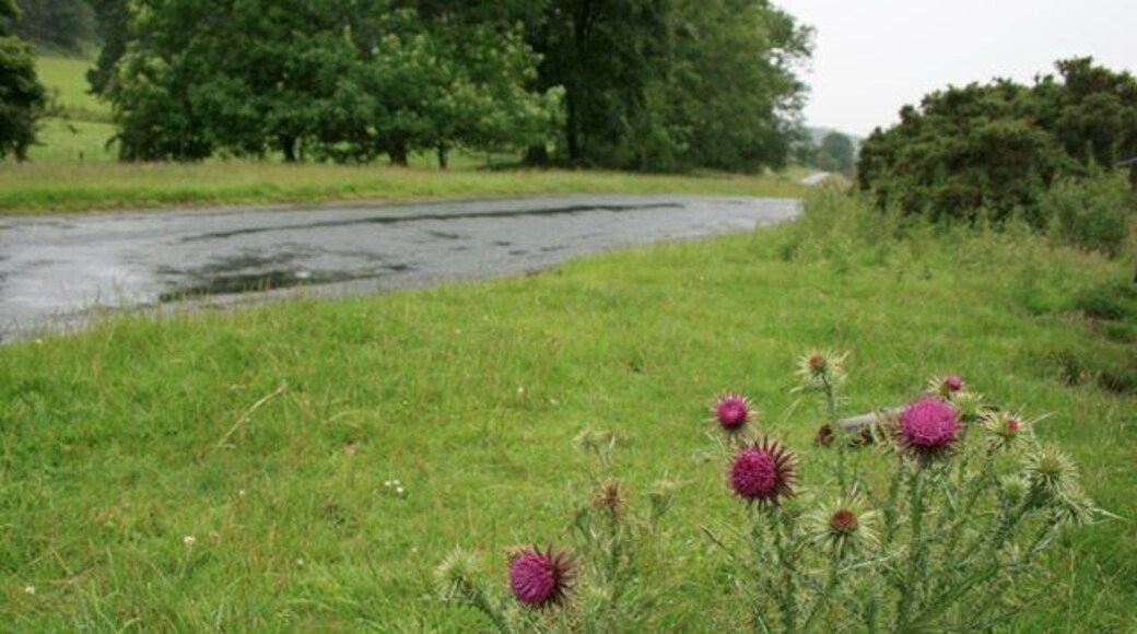 Roadside Verge, Hutton-le-Hole to Lastingham Road