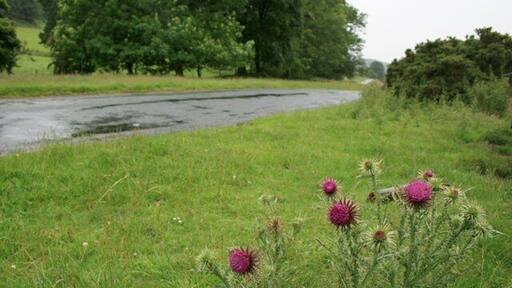 Roadside Verge, Hutton-le-Hole to Lastingham Road