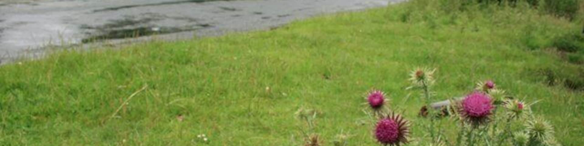 Roadside Verge, Hutton-le-Hole to Lastingham Road