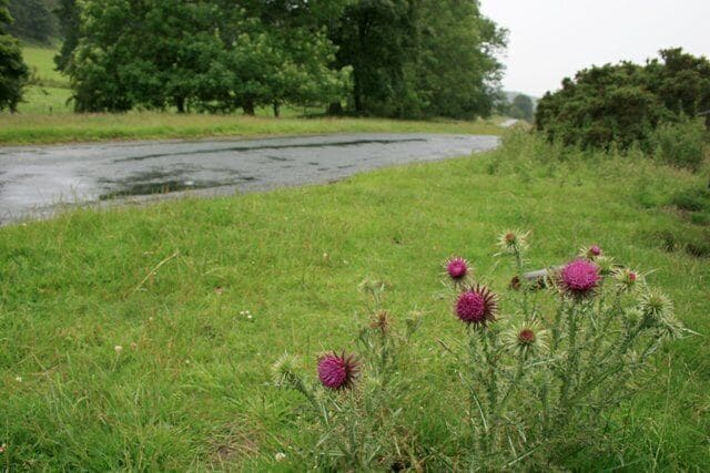 A grassy field with purple flowers and a wet road.
