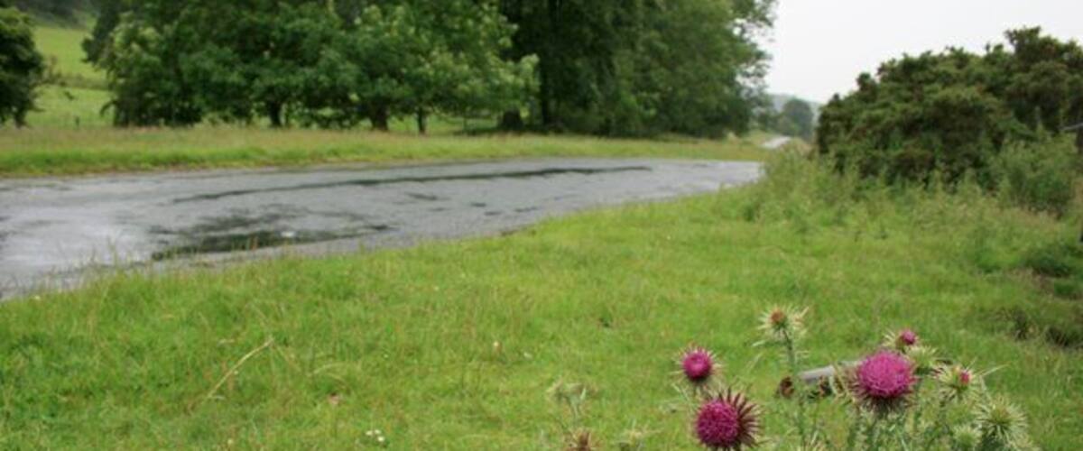 A grassy field with purple flowers and a wet road.