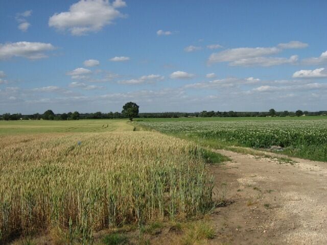 Potatoes and Barley.
