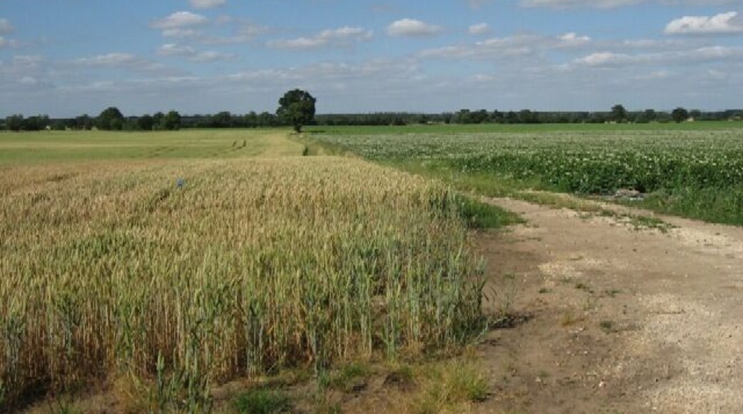 Potatoes and Barley.