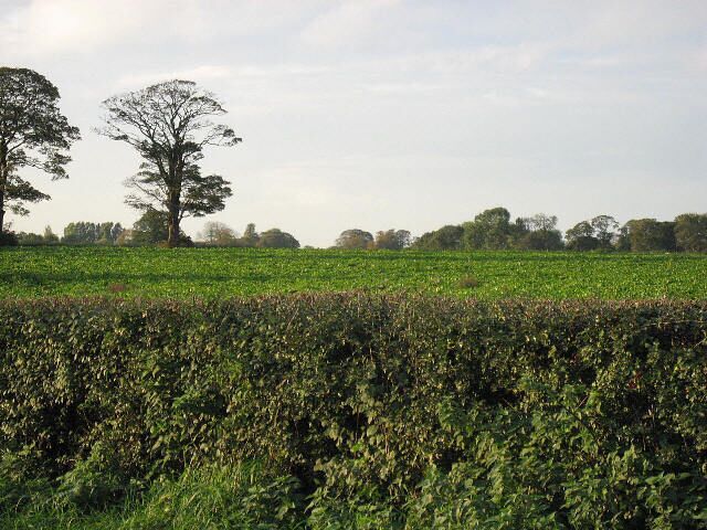 Hedge, Field, Trees Farmland close to Tollerton.