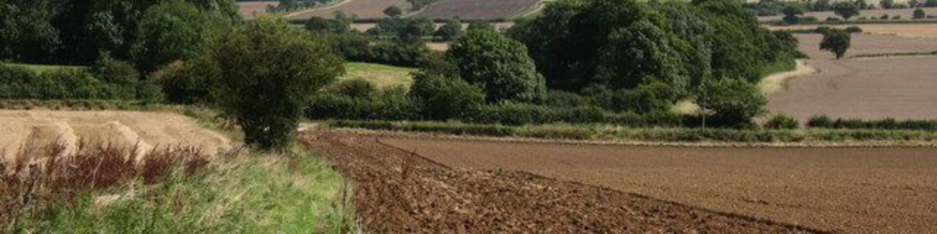 Rolling hills, fields, and scattered trees.