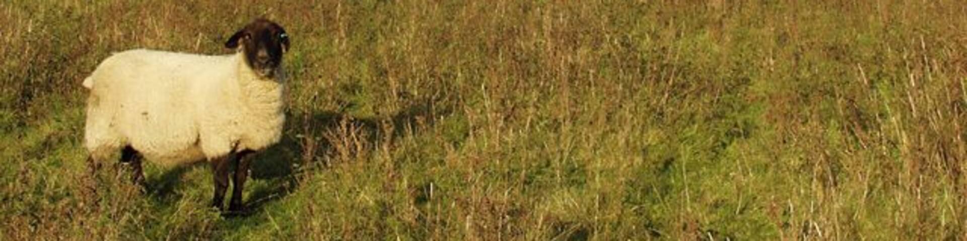 Grazing near South Newbald, East Riding of Yorkshire, England. An area of Access Land at the head of Wye Dale.