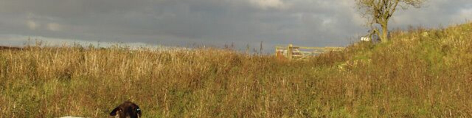 Grazing near South Newbald, East Riding of Yorkshire, England. An area of Access Land at the head of Wye Dale.