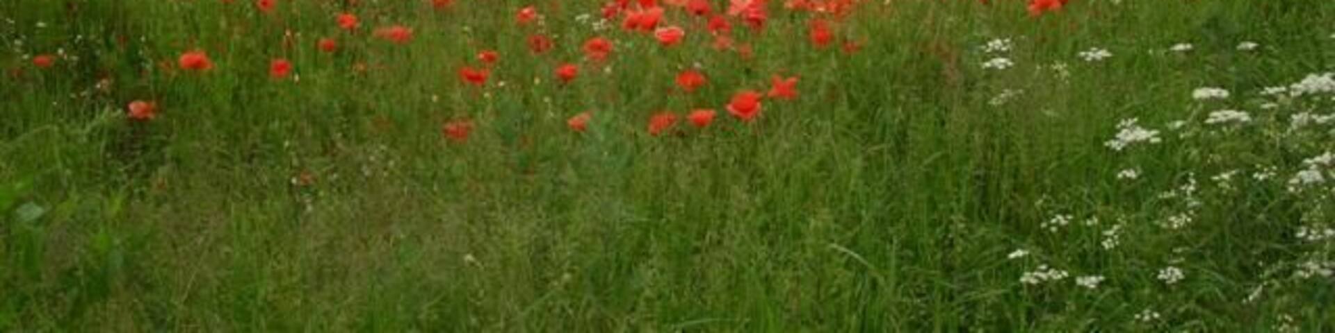 Poppies - Junction to Flawith. On the Aldwalk to Alne road.