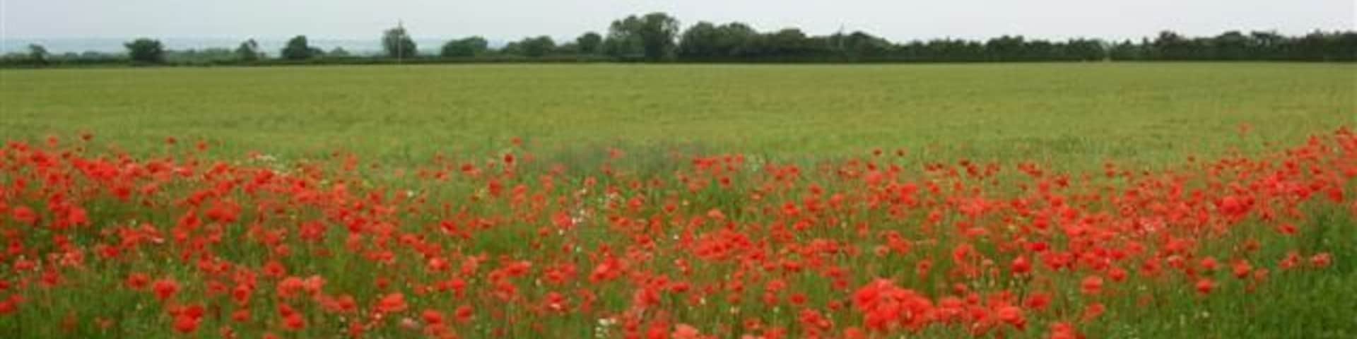 Poppies - Junction to Flawith. On the Aldwalk to Alne road.