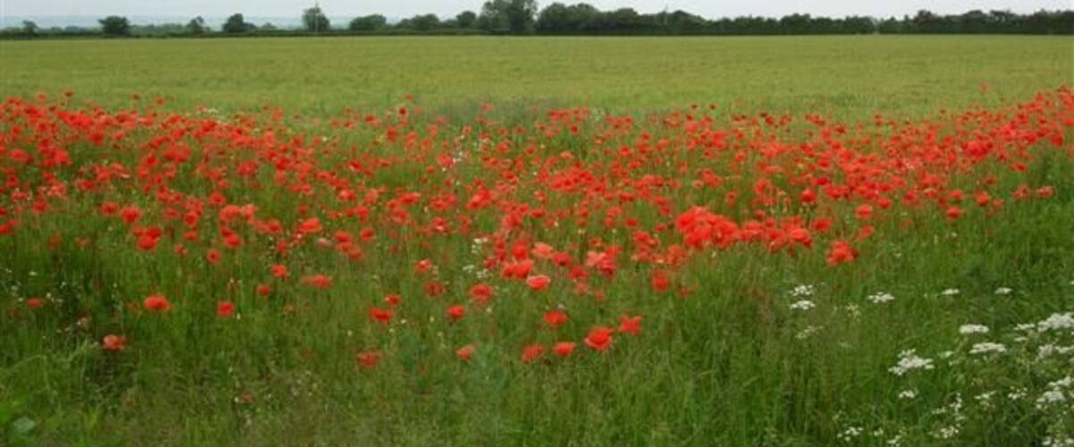 A field of red poppies with a cloudy sky.