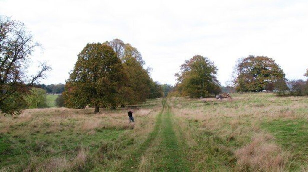 Landscaped parkland, Londesborough, East Riding of Yorkshire, England. Part of the parkland of the original Londesborough Hall which was laid out in the 1730s by Lord Burlington and his gardener Thomas Knowlton. Avenues of trees include turkey oak, lime, walnut and beech.