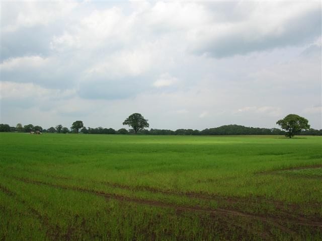 Aldwark Moor. A permissive path runs between two roads north of RAF Linton on Ouse. This is from halfway along it.