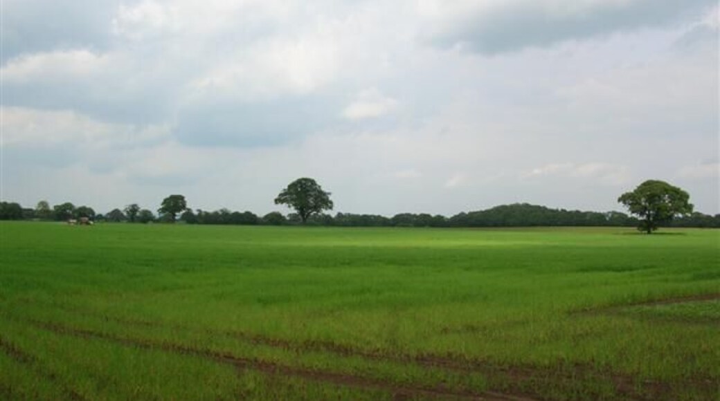 Aldwark Moor. A permissive path runs between two roads north of RAF Linton on Ouse. This is from halfway along it.