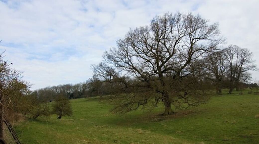 Londesborough Park, Londesborough, East Riding of Yorkshire, England. Seen from the lane which skirts the western edge of the estate.