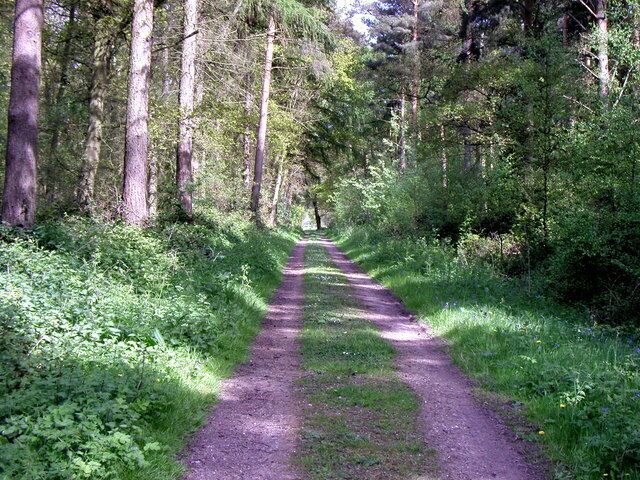 Scoreby Wood north of Kexby, North Yorkshire. A pretty walk!