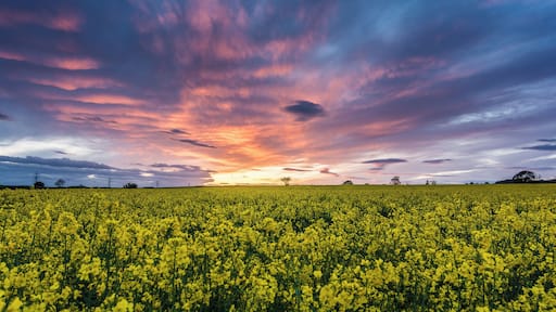 I arrived home to North Yorkshire and the sunset looked promising tonight so I headed out looking for something to photograph underneath it. Luckily there was this field. The only problem was the ugly pylons that march along the Vale of York