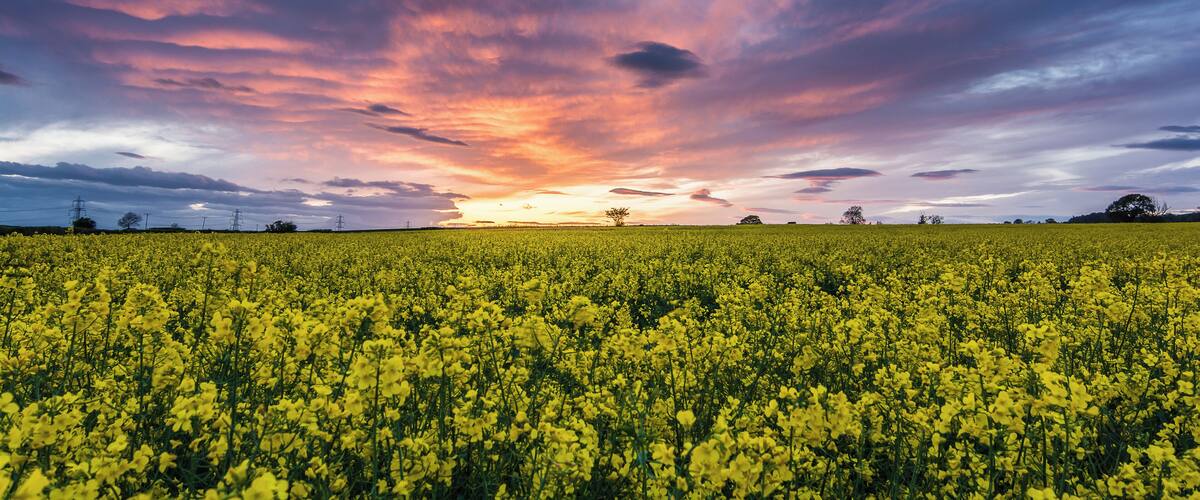 A field of yellow flowers under a colorful sunset sky.
