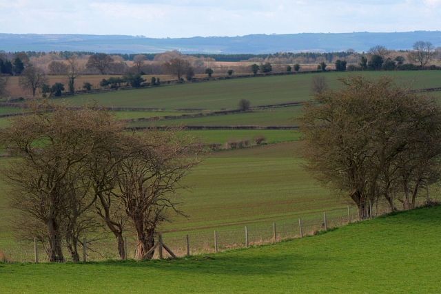 Fields West of Spaunton Lane