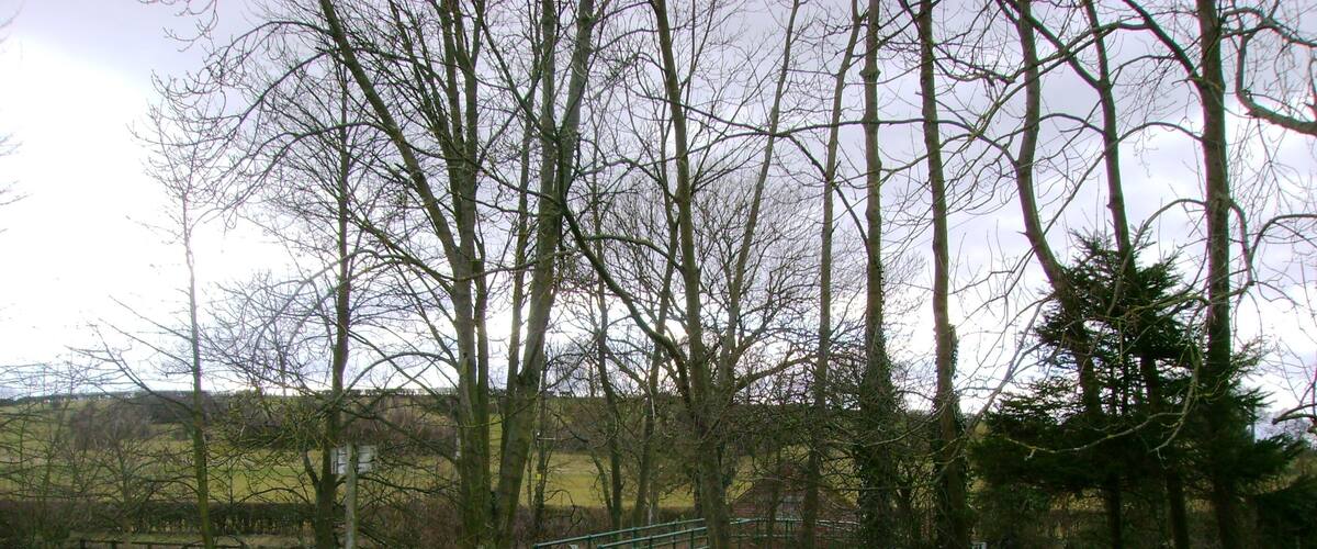 A rural landscape with a wooden fence, a green bridge, and a grassy field with snowdrops.