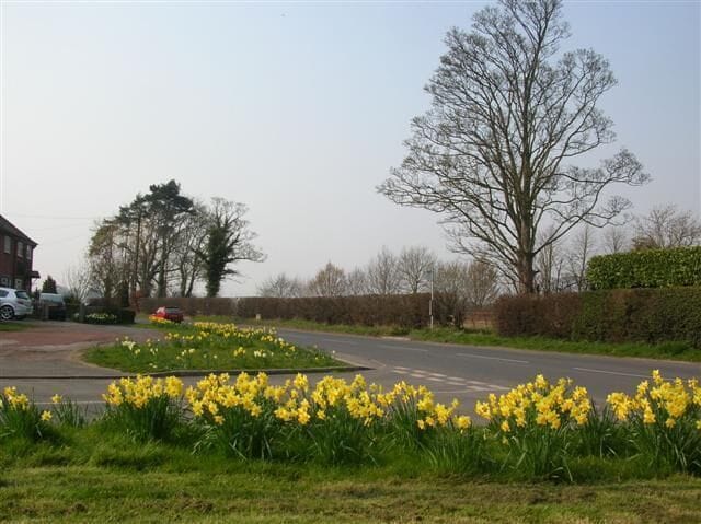 A rural road with daffodils in the foreground, a large tree on the right, and a building on the left.