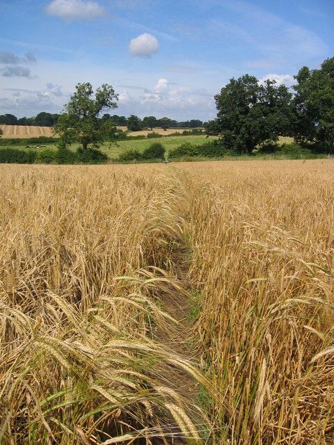 Footpath to Alne Road Footpath from South Back Lane, Tollerton, Yorkshire, to the Alne Road.