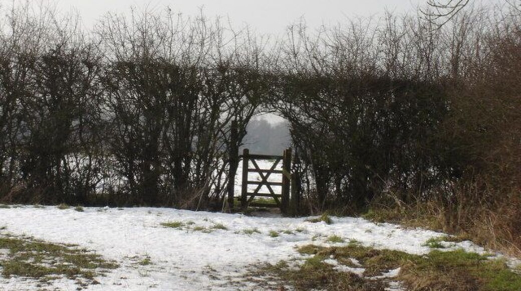 Gate in Hedge. On the footpath over the fields to Shiptonthorpe, East Riding of Yorkshire, England.