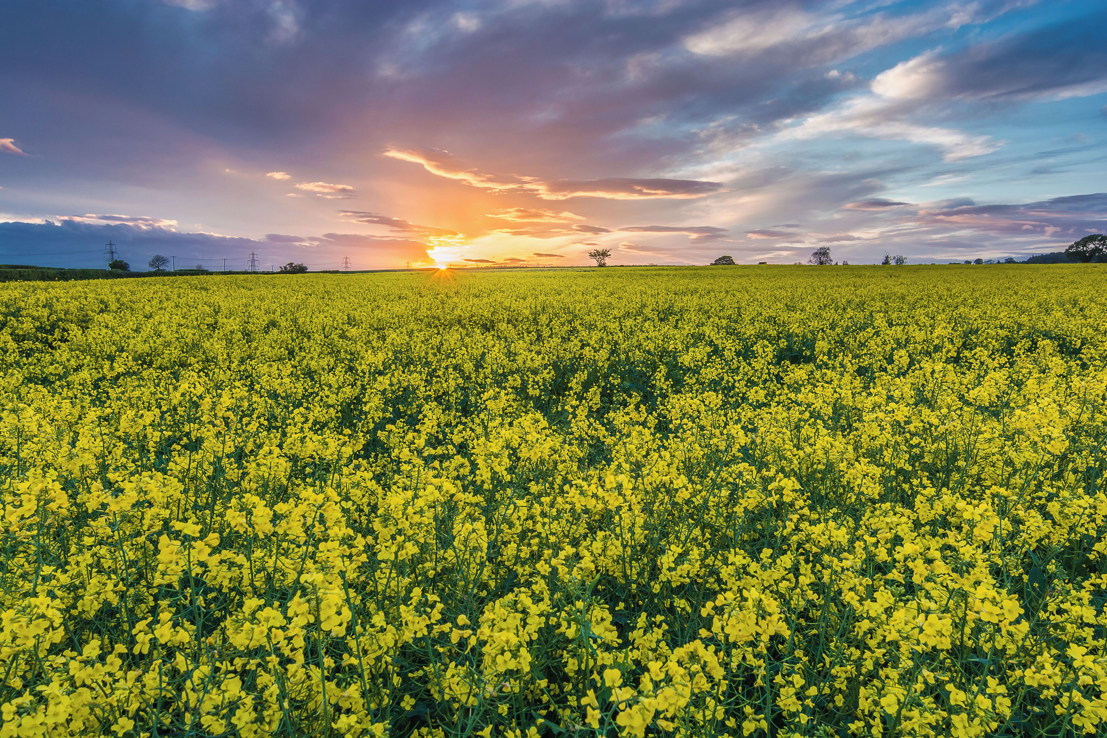 Another from last night's superb sunset near Easingwold in North Yorkshire