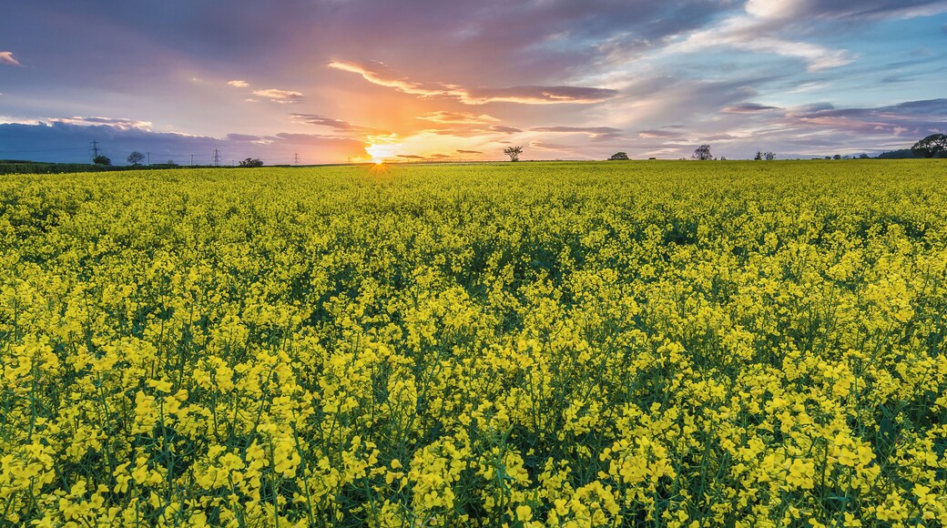 Another from last night's superb sunset near Easingwold in North Yorkshire