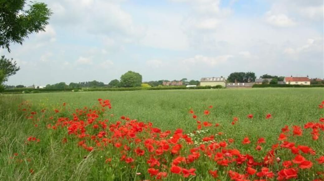 The view towards Shipton. A field with a hedgerow of poppies, and behind, Skelton.