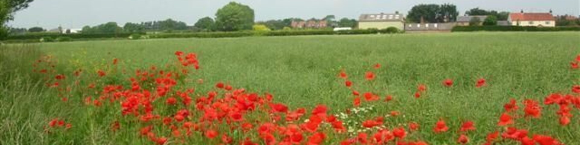 The view towards Shipton. A field with a hedgerow of poppies, and behind, Skelton.